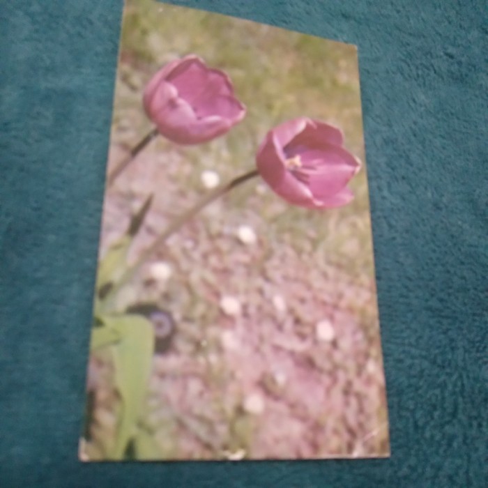 CARTE POSTALA FELICITARE CIRCULATA