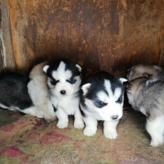 Husky siberian