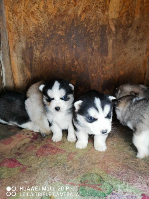 Husky siberian foto