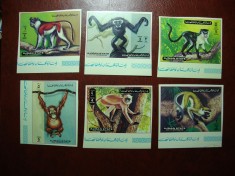 AJMAN MAIMUTE SERIE NEDANTELATA MNH foto