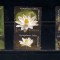 ROMANIA 2008 - REZERVATIA PARAUL PETEA - TABS 4 - LP 1822