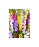 Bulb, Gladiole, Multicolore Mix, Calibru 8/10, Oem