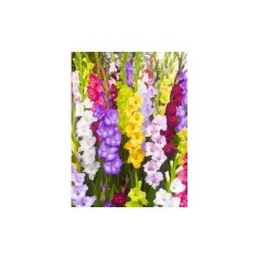 Bulb, Gladiole, Multicolore Mix, Calibru 8/10