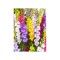 Bulb, Gladiole, Multicolore Mix, Calibru 8/10