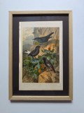 Cromolitografie / litografie color: Scena din viata pasarilor: Sturz Albastru, Paianjen Negru si Codros Negru, 1889, rama lemn, plexiglas, 32 x 23 cm