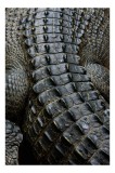 Tablou Canvas, "Textura misterioasă a unui crocodil ancient", Scuturi, Textură, Reptilian, Solzi, Robust, Natură, Intimidant, Strălucire, 26 x 39 cm,