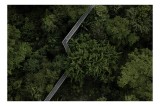 Tablou Canvas, "Cărare suspendată prin jungla verde.", Verdant, Lush, Elevated, Pathway, Canopy, Tranquil, Green, Dense, Overhead, Forest, 39 x 26 cm,
