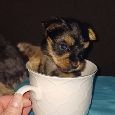 Yorkshire terrier mini