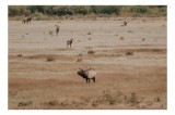 Tablou Canvas, "Cerbi &icirc;n peisajul toamnei aurii", Cerb, Pajiște, Natură, Bl&acirc;nd, Peisaj, Toamnă, Animale, Sălbăticie, Serenitate, Frumusețe, Observație