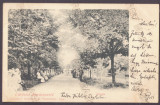 5307 - COVASNA, Park, Litho, Romania - old postcard - used - 1900, Circulata, Printata