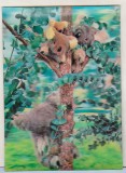 Bnk cp Carte postala 3D - Koala - Winex Wien, Austria, Circulata, Printata