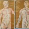 HUMAN ANATOMY , VOL I-II , by M.PRIVES, N. LYSENKOV , V. BUSHKOVICH 1985