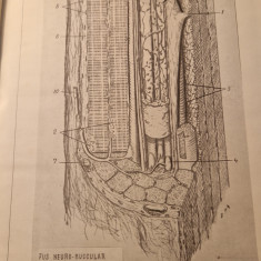 Sistem nervos in diagrame corelatii atlas V. Miclaus