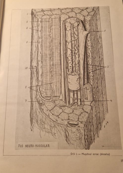 Sistem nervos in diagrame corelatii atlas V. Miclaus