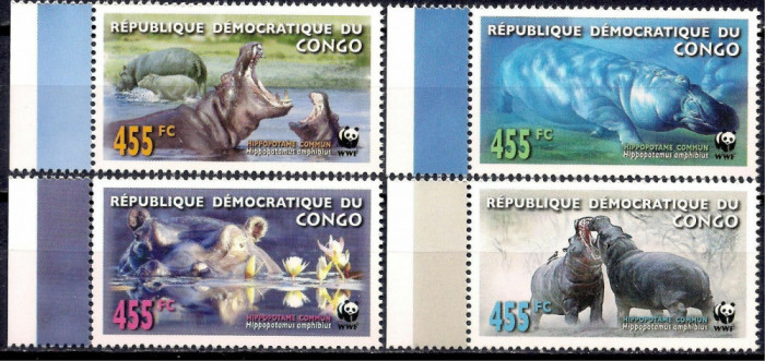 DR CONGO 2006 WWF FAUNA PROTEJATA HIPOPOTAMI