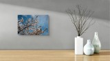 Tablou Canvas, "Flori de cireș sub cer senin", Cer, Flori, Ramuri, Primăvară, Nori, Albastru, Natură, Delicatețe, 39 x 26 cm, CMCLASS