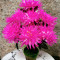 Floare artificiala crizantema roz