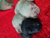 Labrador Retriever Puiuti Aurii și Negru, masculi