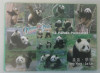 M3 - C17 - SET ILUSTRATE/CARTI POSTALE - HONG KONG - OCEAN PARK - URSI PANDA, Necirculata, Fotografie, Asia, SAFE