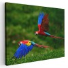 Tablou doi papagali Ara in zbor, rosu, albastru, verde 1600 Tablou canvas pe panza CU RAMA 40x60 cm