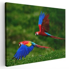 Tablou doi papagali Ara in zbor, rosu, albastru, verde 1600 Tablou canvas pe panza CU RAMA 20x30 cm