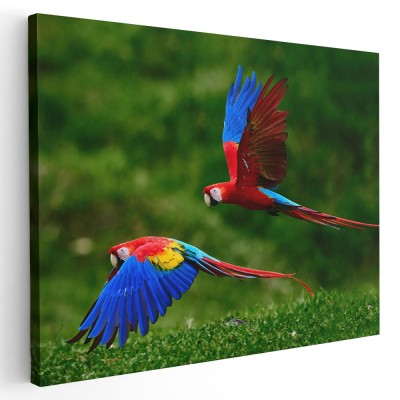 Tablou doi papagali Ara in zbor, rosu, albastru, verde 1600 Tablou canvas pe panza CU RAMA 60x80 cm foto