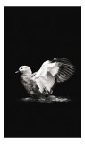 Tablou Canvas Pasăre Eleganță Siluetă Lumină Contrast Aripi, 26 x 39 cm, CMCLASS