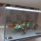 Macheta Lotus 25 (Jim Clark) Campion Formula 1 1963 - IXO/Altaya 1/43 F1