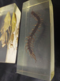 3 piese specimen-de-insecte-reale-rasina-transparenta,Scorpion,miriapod,Lacusta