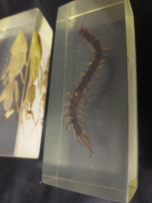 3 piese specimen-de-insecte-reale-rasina-transparenta,Scorpion,miriapod,Lacusta foto