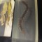 3 piese specimen-de-insecte-reale-rasina-transparenta,Scorpion,miriapod,Lacusta