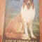 Lassie se-ntoarce acasa de Eric Knight