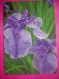 HOPCT 11371 JAPONIA -IRIS / STANJENEL -CP FELICITARE FLORI- -NECIRCULATA