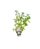 Hortensie, Hydrangea panic. LITTLE SPOOKY Grhp08 PBR C2, Oem