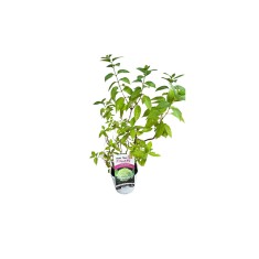 Hortensie, Hydrangea panic. LITTLE SPOOKY Grhp08 PBR C2