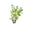 Hortensie, Hydrangea panic. LITTLE SPOOKY Grhp08 PBR C2