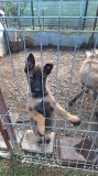 Catelusa Ciobanesc Belgian Malinoais