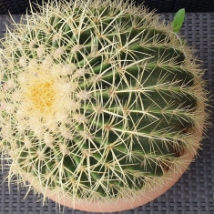 Vand planta cactus 30 cm inaltime (cu ghiveci 55), 90 cm circumferinta, ghiveci