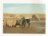 FA162 - Carte Postala - ISRAEL - Judean Desert. Near the well in the desert, necirculata