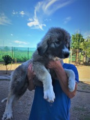 Catei Ciobanesc Carpatin Romanesc din parintii cu pedigree foto