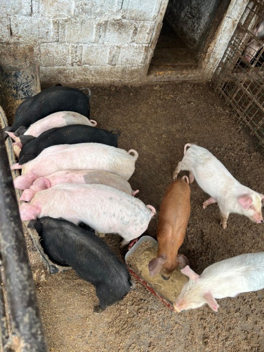 Vand purcei de 7 saptamani, Landras cu Marele Alb