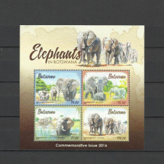 BOTSWANA 2016 FAUNA ELEFANTI