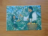Calendar Buzunar CLF Legume Fructe 1978 Stare Buna Colectie