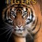 Tigers: Amazing Pictures &amp; Fun Facts on Animals in Nature