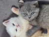British Shorthair și Longhair White si Silver Tabby, masculi si femele