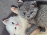 British Shorthair și Longhair White si Silver Tabby, masculi si femele