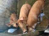 Porci duroc