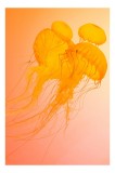 Tablou Canvas, "Dansul meduzelor &icirc;n lumina apusului", Meduze, Portocalii, Eteric, Valuri, Grație, Transparență, Ocean, Mister, Frumusețe, Flotare, 26