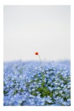Tablou Canvas, "Floarea roșie &icirc;ntr-un ocean albastru", Floare, Solitară, Roșie, Contrast, Albastru, C&acirc;mp, Delicat, Natură, Frumusețe, Seninătate., 26