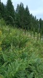 V&acirc;nd 9988 metri pătrați teren extravilan , amplasat l&acirc;ngă lacul Izvorul Muntelui. La teren se poate ajunge prin localitatea Ceahlău.Telefon 0756616853
